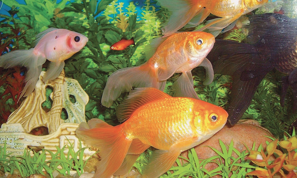 Product image for Pet World 20% off live coral & saltwater fish.