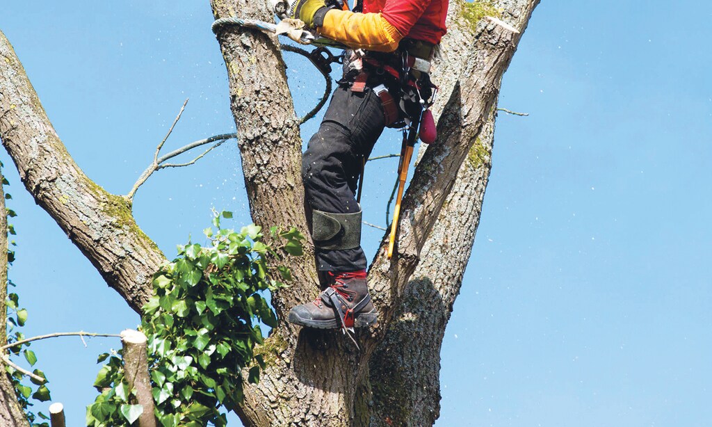 Product image for Maryland Tree Experts 25% off any tree service PLUS FREE stump grinding with tree removal