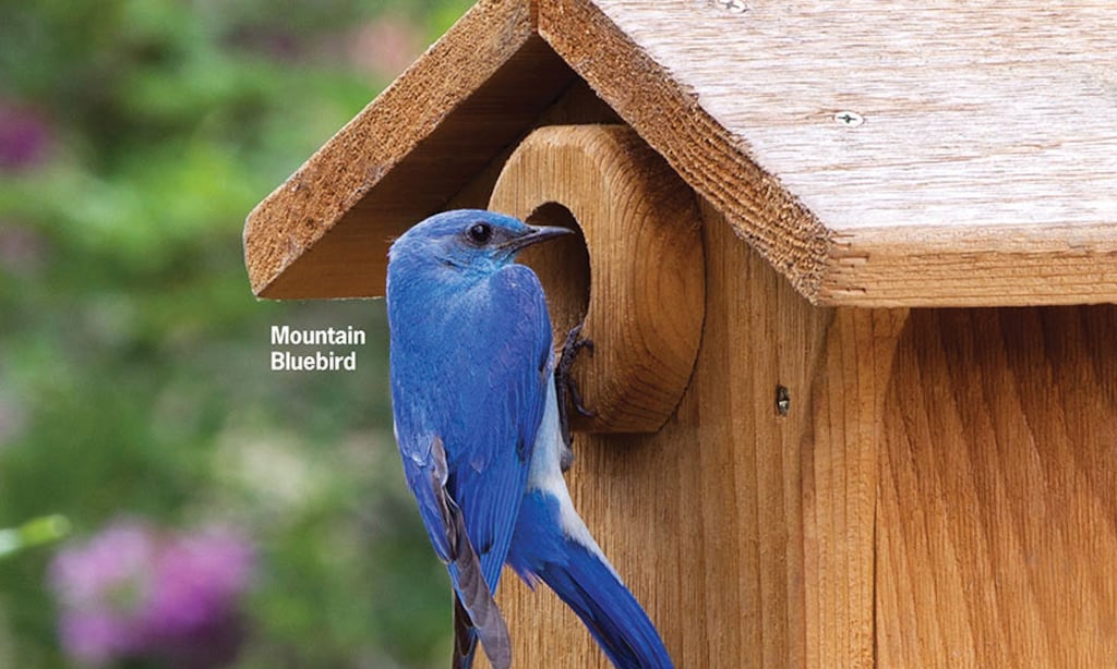 Product image for Wild Birds Unlimited 20% OFF One Regularly-priced Item*. 