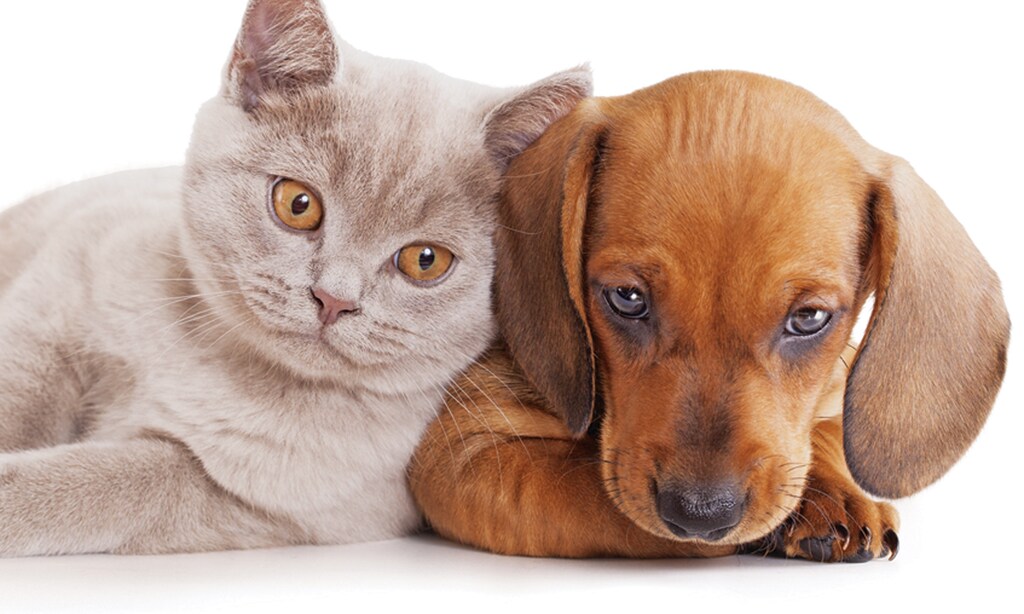 Product image for PETLAND 20% OFF grooming service first time/new customers only. 