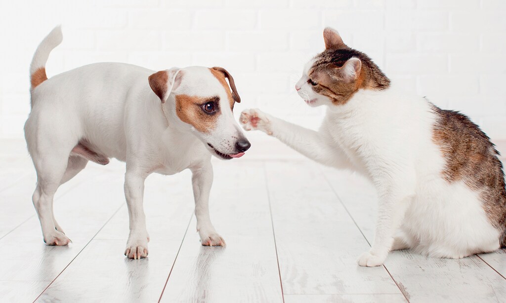 Product image for Pet Check Urgent Care 50% off office visit fee* $29.50 max value. Digital coupons not accepted. New clients only. Only applies to 1 pet. Must present coupon at the time services are rendered.. 