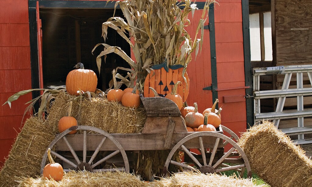 Product image for Creamy Acres Farm $6 ea. mums
when you buy 5 or more
reg. $8