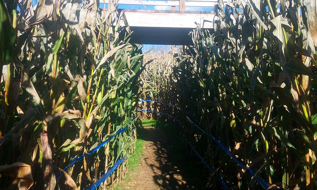 Product image for Cornfusion Corn Maze $20 For 4 Admissions To Cornfusion Corn Maze (Reg. $40)
